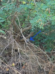 Poecile hudsonicus