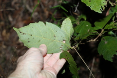 Mallotus claoxyloides