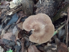 Pluteus longistriatus