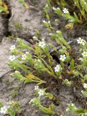 Plagiobothrys scouleri