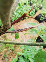 Urosaurus bicarinatus