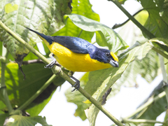 Euphonia laniirostris