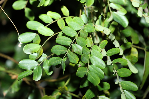 Image of Mezoneuron scortechinii by (c) Greg Tasney, some rights reserved (CC BY-SA)