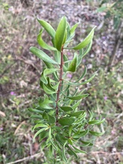 Persoonia sericea