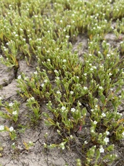 Plagiobothrys scouleri