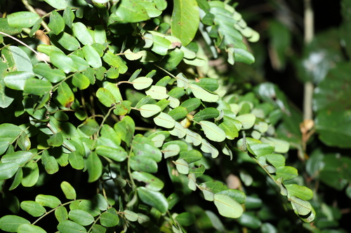 Image of Mezoneuron scortechinii by (c) Greg Tasney, some rights reserved (CC BY-SA)