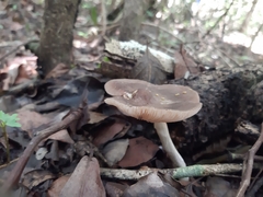 Pluteus longistriatus