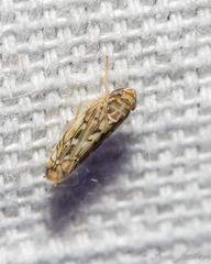 Scaphoideus
