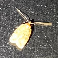 Agonopterix robiniella