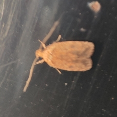 Agonopterix robiniella