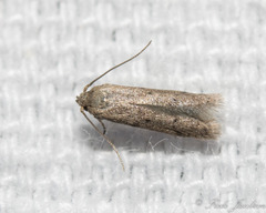 Pigritia