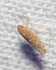 Osbornellus