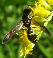 Ancistrocerus adiabatus
