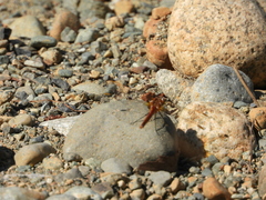 Sympetrum pallipes