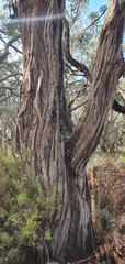 Eucalyptus obliqua