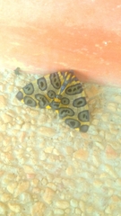 Pantherodes