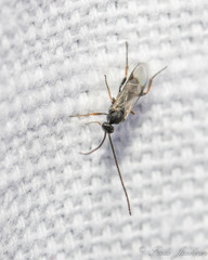 Microgastrinae