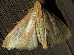 Hypsopygia glaucinalis