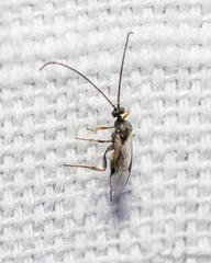Microgastrinae