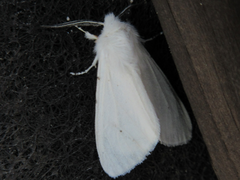 Hyphantria cunea