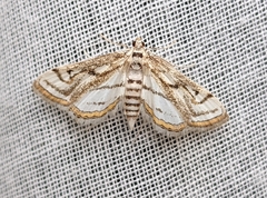 Parapoynx badiusalis