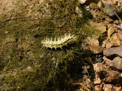 Polygonia comma
