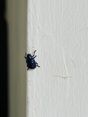 Chrysochus chinensis