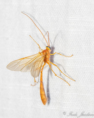 Enicospilus
