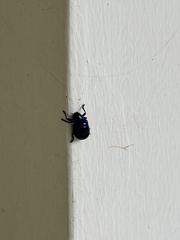 Chrysochus chinensis