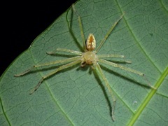 Sparassidae