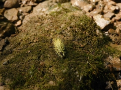 Polygonia comma