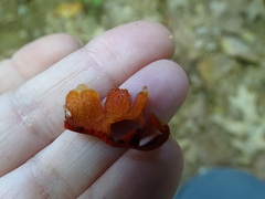 Calostoma cinnabarinum