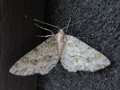 Ectropis crepuscularia