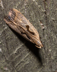 Dichomeris bilobella