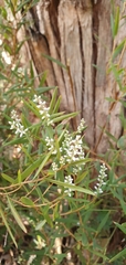 Leucopogon australis