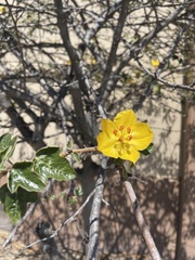 Fremontodendron
