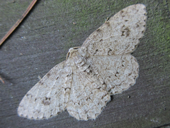 Ectropis crepuscularia