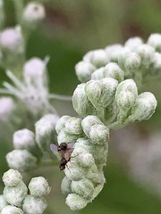 Milichiidae