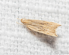 Helcystogramma hystricella