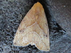 Rivula inconspicua