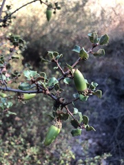 Quercus dumosa