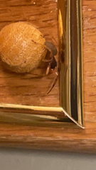 Trachelas tranquillus