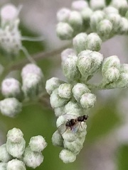 Milichiidae