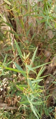 Leucopogon australis