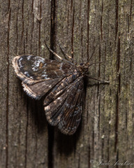 Elophila obliteralis