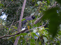 Cyanocorax affinis