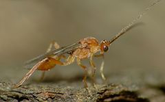 Meteorus pulchricornis