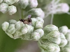 Milichiidae