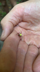 Micrathena sagittata