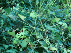 Persicaria perfoliata